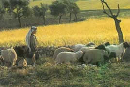Shepherds’ Field