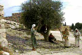 Nazareth Village
