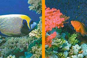 Underwater Observatory